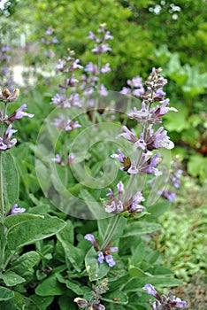 Salvia sage flowering