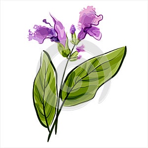 Salvia. Sage. Vector illustration