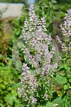 Salvia sclarea, the clary or clary sage, is a biennial or short-lived herbaceous perennial in the genus Salvia