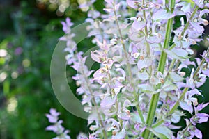 Salvia sclarea, the clary or clary sage, is a biennial or short-lived herbaceous perennial in the genus Salvia.  Salvia sclarea or