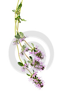 Salvia sclarea  or clary sage on white
