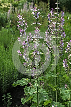 Salvia sclarea flowers in bloom