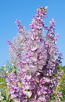 Salvia sclarea odorous herb