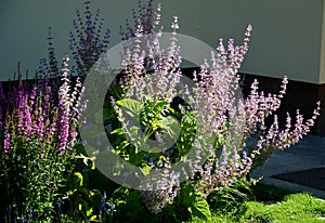 Sage flowers of this species are supported by large, sessile, broadly ovate bracts, which are pink, blue, purple or whitish with