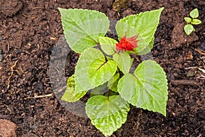 Salvia Seedling with Red Flower in Rich Loam Soil