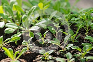 Salvia seedlings in soil blocks. Soil blocking is a seed starting technique that relies on planting seeds in cubes of soil.