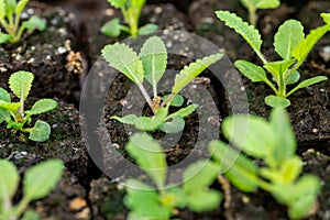 Salvia seedlings in soil blocks. Soil blocking is a seed starting technique that relies on planting seeds in cubes of soil.