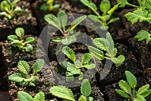 Salvia seedlings in soil blocks. Soil blocking is a seed starting technique that relies on planting seeds in cubes of soil. photo