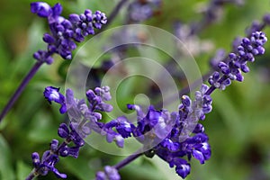 Blue violet flowers from Salvia farinacea x longispicata `Mystic Spires` photo