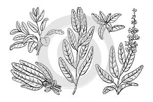 Salvia sketch vector illustration. Culinary sage hand draw set isolated on white background.