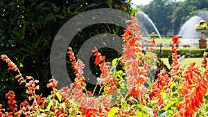 Salvia splendens also known as Scarlet sage