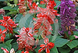 Salvia splendens. chelone