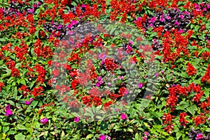 Salvia Splendens and Pink Petunia Flowers Garden