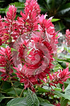 Salvia splendens