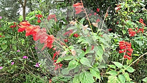 Salvia splendens (scarlet sage, Labiatae). This plantis widely used in Indian traditional medicine