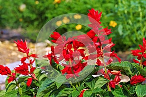 Salvia splendens or scarlet sage photo