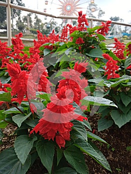 Salvia splendens is a species of plant in the family Lamiaceae.