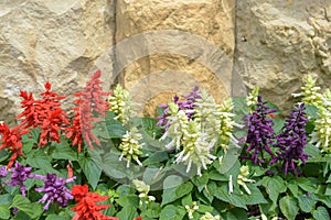 Salvia on stone wall background.
