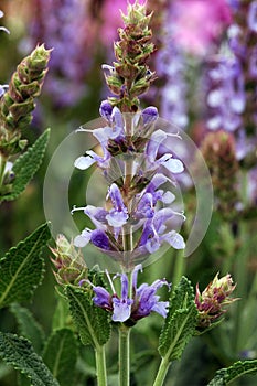 Salvia x sylvestris 'Blue Hills' in Bloom