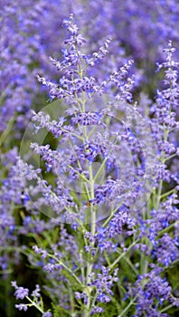 Salvia yangii, previously known as Perovskia atriplicifolia