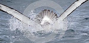 Salvin's Albatross, Thalassarche salvini photo