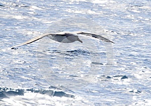 Salvin's Albatross, Thalassarche salvini photo