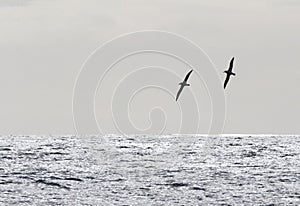 Salvin's Albatross, Thalassarche salvini photo