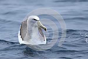 Salvin`s Albatross, Thalassarche salvini, at sea photo