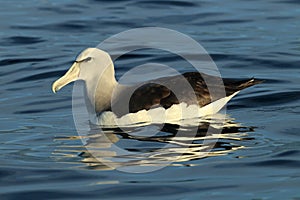 Salvin's Albatross at sea New Zealand photo