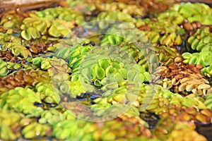 Salvinia