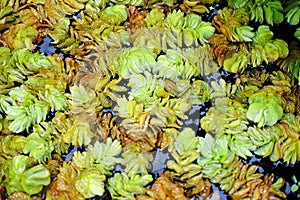 Salvinia molesta tropical weed plant or water fern is a small floating water plant in ponds and aquaria photo