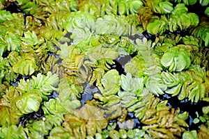 Salvinia molesta tropical weed plant or water fern is a small floating water plant in ponds and aquaria photo