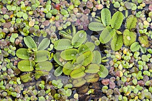 Salvinia natans commonly known as floating fern, floating watermoss, floating moss, or commercially, water butterfly