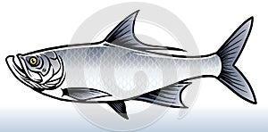 Salwater fish of tarpon fish