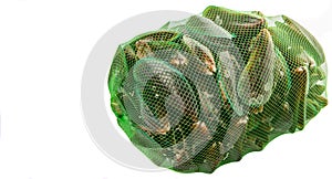 Salwater Mussel In A Net Sack V