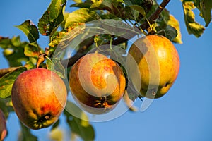 Salzburg, Heuberg, an apple tree in the sun with red orange apples, three apples photo