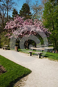 Salzburg Mirabellgarten, beautiful day, a park bench