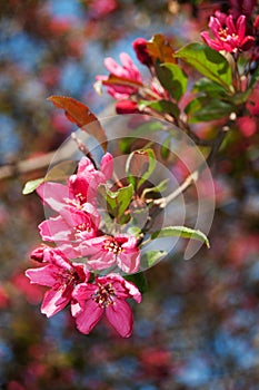 Salzburg Mirabellgarten, beautiful day, pink bloom on a tree