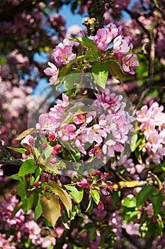 Salzburg Mirabellgarten, beautiful day, pink blossom on a tree in the park