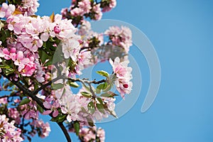 Salzburg Mirabellgarten, beautiful day, pink blossom on a tree in the park