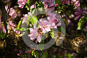 Salzburg Mirabellgarten, beautiful day, pink blossom on a tree in the park