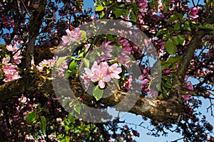 Salzburg Mirabellgarten, beautiful day, pink blossom on a tree in the park