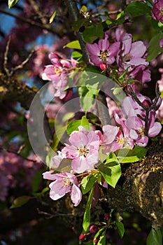 Salzburg Mirabellgarten, beautiful day, pink blossom on a tree in the park