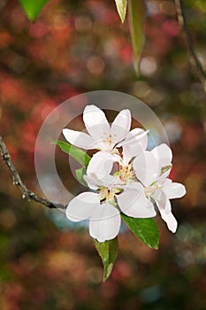 Salzburg Mirabellgarten, beautiful day, white bloom