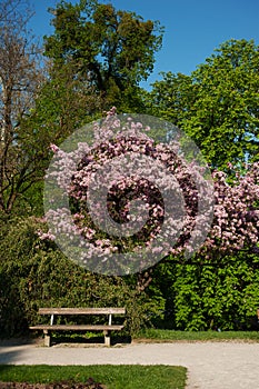 Salzburg Mirabellgarten, a park bench for sitting