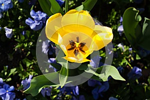 Salzburg Mirabellgarten in spring, tulips yellow in the sun