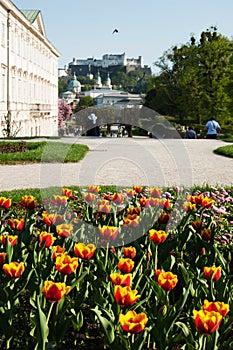 Salzburg Mirabellgarten, tulips amd the castle