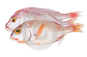 Sama fish