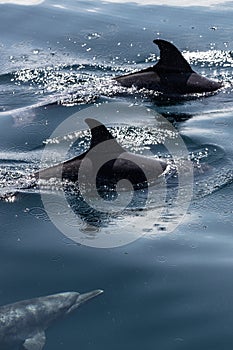 Samana Bay Dolphin photo