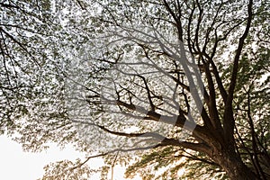 Samanea saman, Big rain tree with sunlight